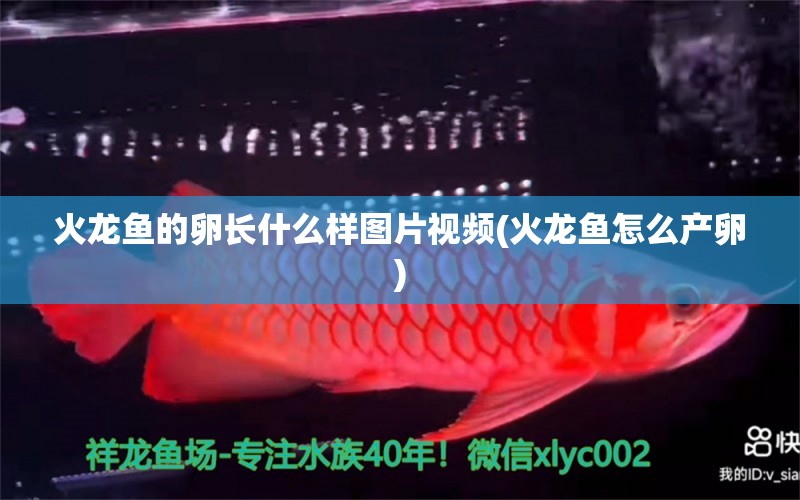 火龍魚的卵長什么樣圖片視頻(火龍魚怎么產(chǎn)卵) 女王大帆魚苗