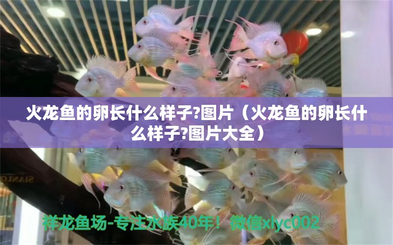 火龍魚的卵長什么樣子?圖片（火龍魚的卵長什么樣子?圖片大全） 祥龍水族醫(yī)院