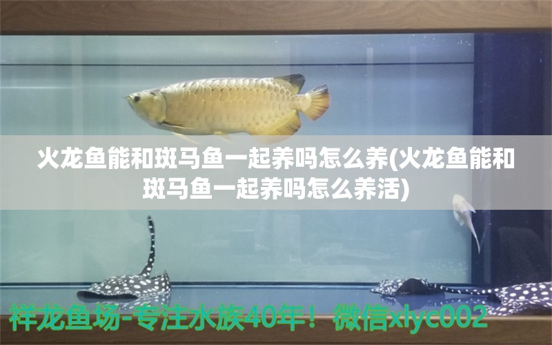 火龍魚能和斑馬魚一起養(yǎng)嗎怎么養(yǎng)(火龍魚能和斑馬魚一起養(yǎng)嗎怎么養(yǎng)活) 祥龍龍魚專用水族燈