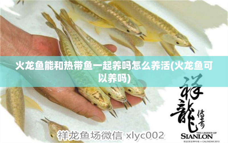 火龍魚能和熱帶魚一起養(yǎng)嗎怎么養(yǎng)活(火龍魚可以養(yǎng)嗎) 豹紋夫魚苗