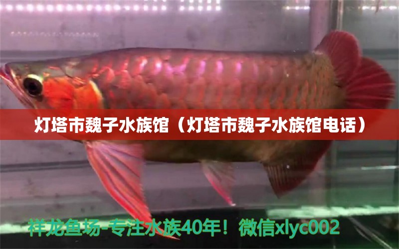 燈塔市魏子水族館（燈塔市魏子水族館電話） 全國水族館企業(yè)名錄