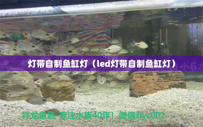 燈帶自制魚缸燈（led燈帶自制魚缸燈）