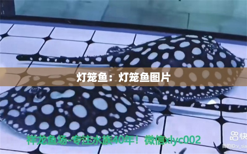 燈籠魚：燈籠魚圖片