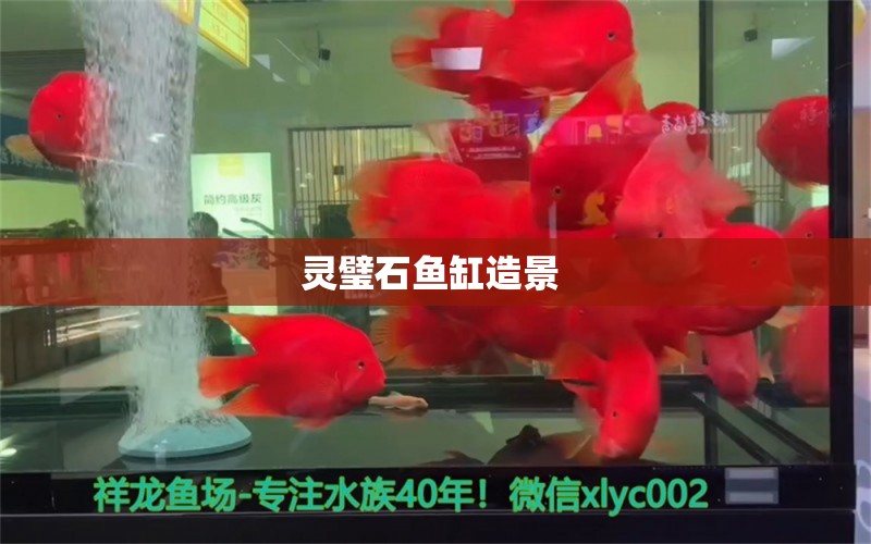 靈璧石魚缸造景  觀賞魚市場（混養(yǎng)魚）