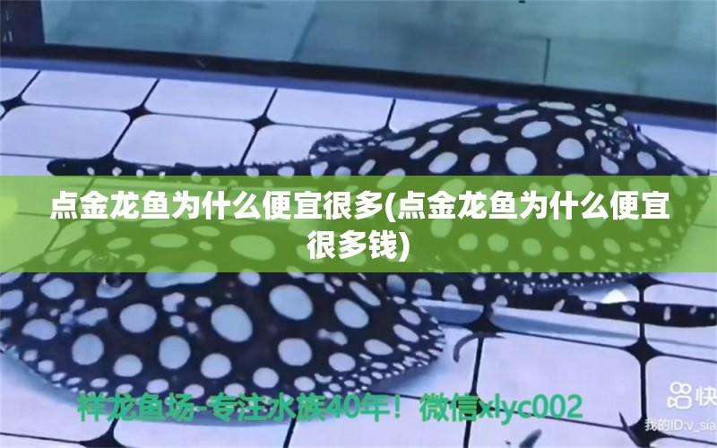 點金龍魚為什么便宜很多(點金龍魚為什么便宜很多錢)