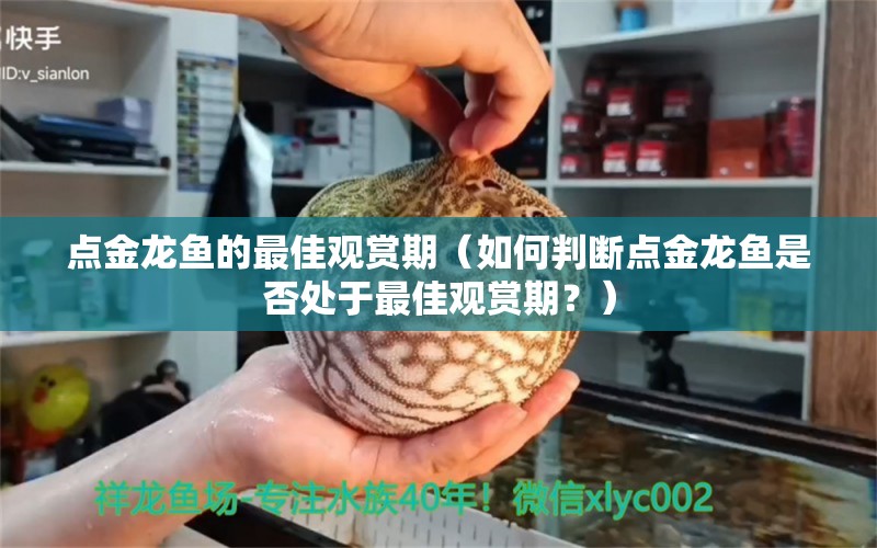 點(diǎn)金龍魚的最佳觀賞期（如何判斷點(diǎn)金龍魚是否處于最佳觀賞期？） 水族問(wèn)答 第2張