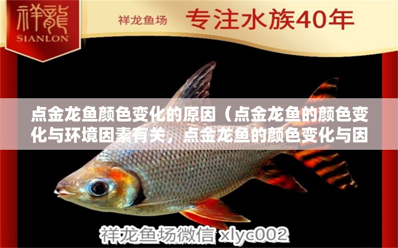 點金龍魚顏色變化的原因（點金龍魚的顏色變化與環(huán)境因素有關(guān)，點金龍魚的顏色變化與因素有關(guān)） 水族問答 第1張