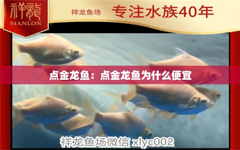 點金龍魚：點金龍魚為什么便宜