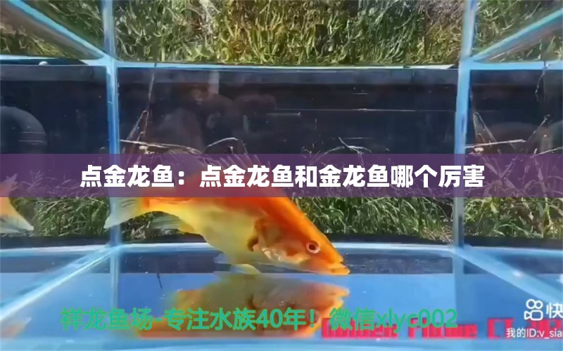 點金龍魚：點金龍魚和金龍魚哪個厲害 觀賞魚