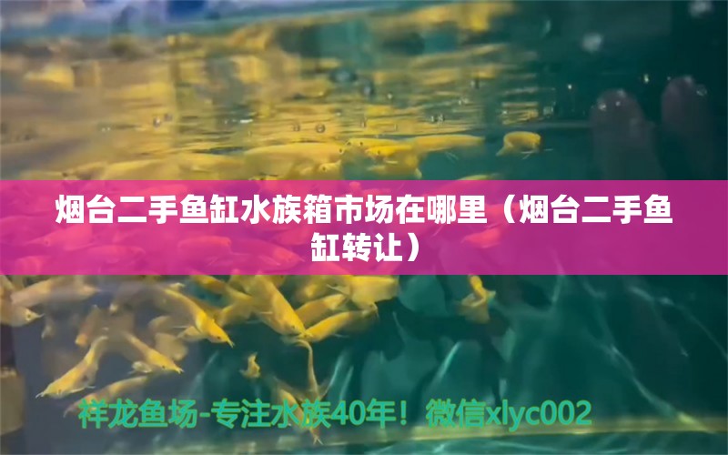 煙臺二手魚缸水族箱市場在哪里（煙臺二手魚缸轉(zhuǎn)讓）