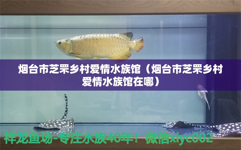 煙臺市芝罘鄉(xiāng)村愛情水族館（煙臺市芝罘鄉(xiāng)村愛情水族館在哪）