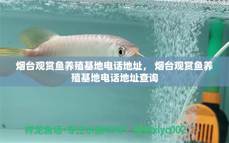 煙臺(tái)觀賞魚(yú)養(yǎng)殖基地電話(huà)地址， 煙臺(tái)觀賞魚(yú)養(yǎng)殖基地電話(huà)地址查詢(xún) 大嘴鯨魚(yú)