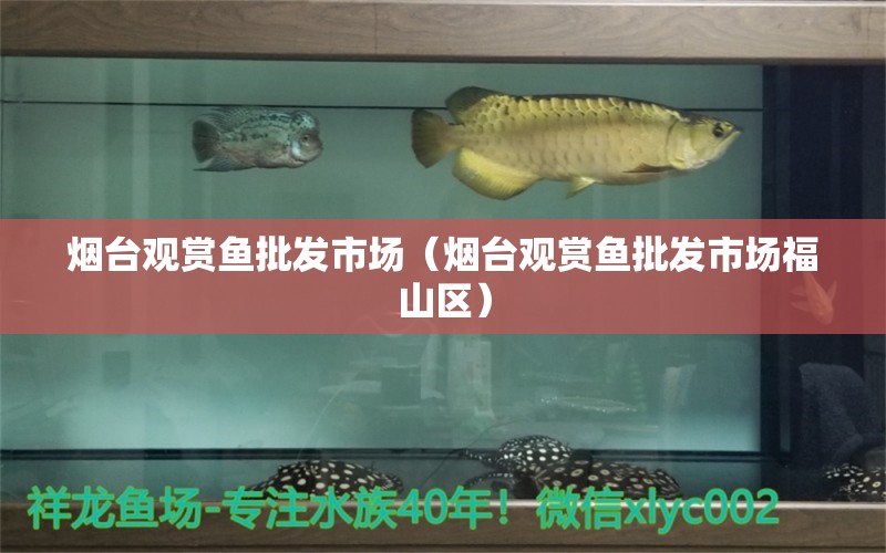 煙臺觀賞魚批發(fā)市場（煙臺觀賞魚批發(fā)市場福山區(qū)）