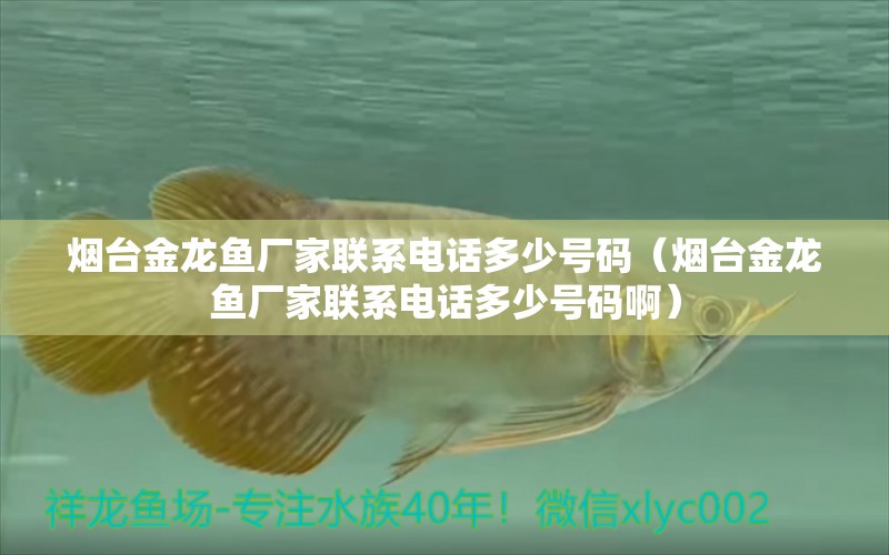 煙臺金龍魚廠家聯(lián)系電話多少號碼（煙臺金龍魚廠家聯(lián)系電話多少號碼?。?觀賞魚市場（混養(yǎng)魚）