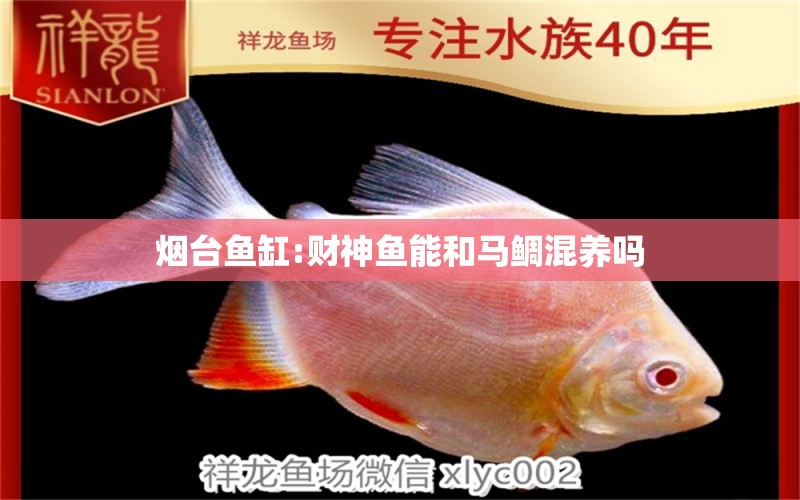 煙臺(tái)魚缸:財(cái)神魚能和馬鯛混養(yǎng)嗎