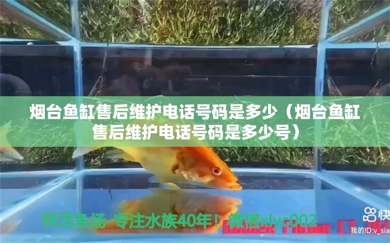 煙臺魚缸售后維護(hù)電話號碼是多少（煙臺魚缸售后維護(hù)電話號碼是多少號）