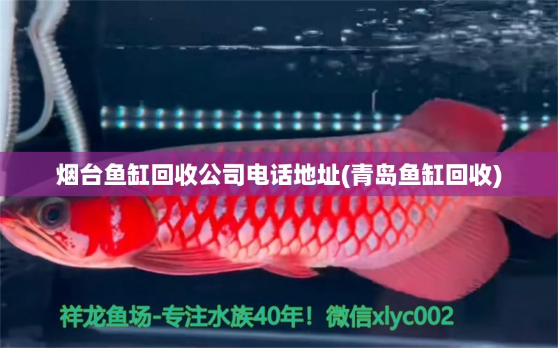 煙臺(tái)魚缸回收公司電話地址(青島魚缸回收) 稀有金龍魚