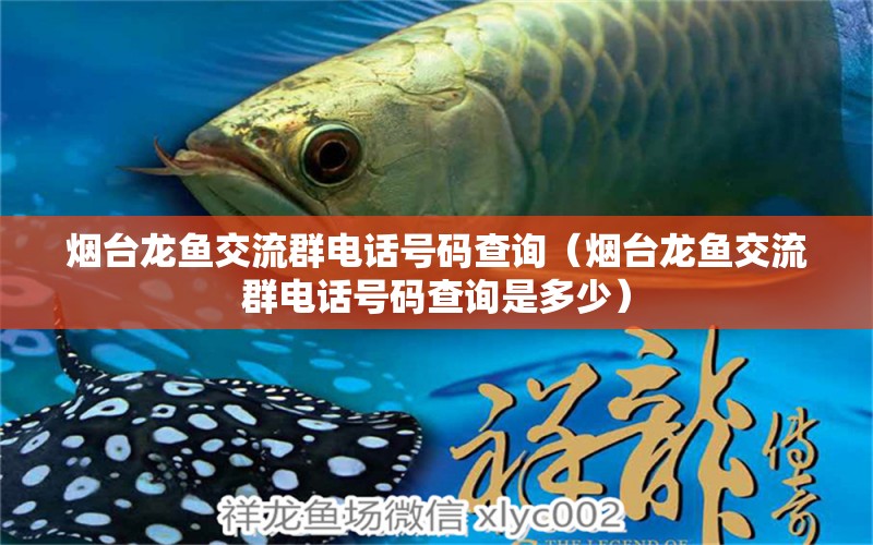 煙臺(tái)龍魚交流群電話號(hào)碼查詢（煙臺(tái)龍魚交流群電話號(hào)碼查詢是多少）