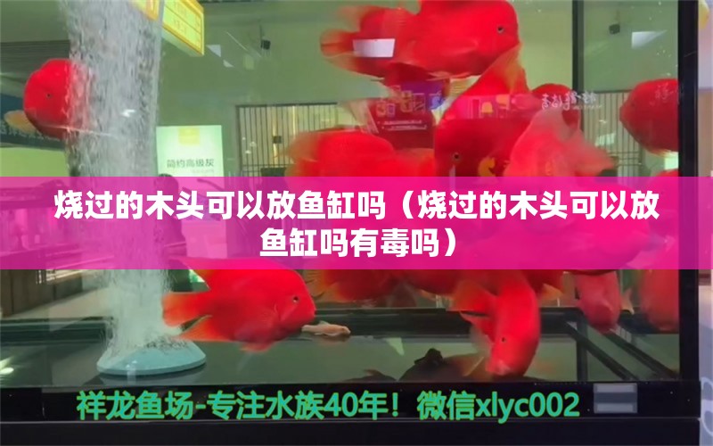 燒過的木頭可以放魚缸嗎（燒過的木頭可以放魚缸嗎有毒嗎）