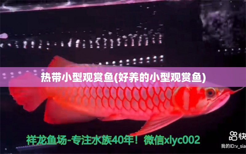 熱帶小型觀賞魚(好養(yǎng)的小型觀賞魚) 小型觀賞魚