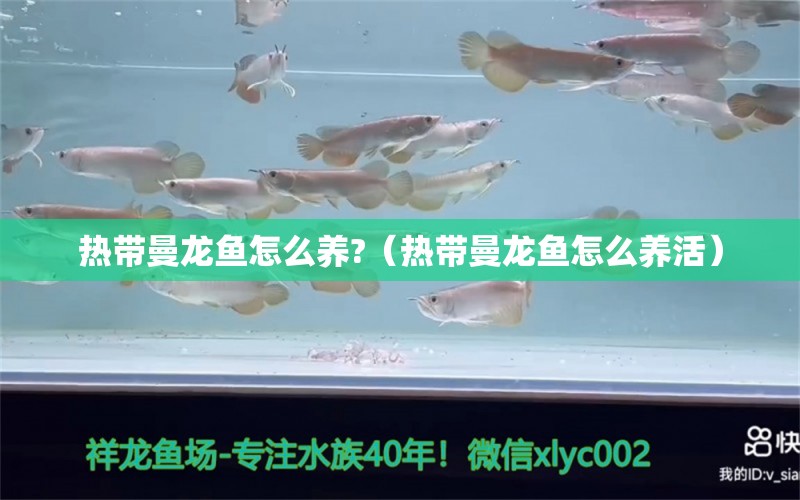 熱帶曼龍魚怎么養(yǎng)?（熱帶曼龍魚怎么養(yǎng)活） 溫控設(shè)備