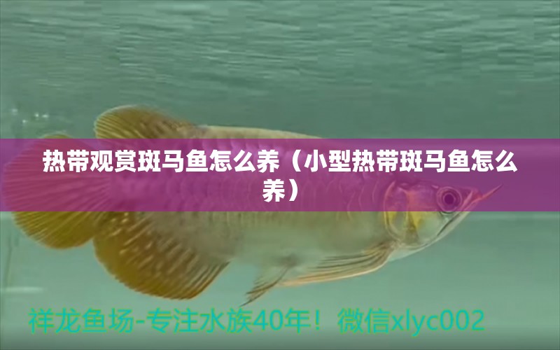 熱帶觀賞斑馬魚怎么養(yǎng)（小型熱帶斑馬魚怎么養(yǎng)） 短身紅龍魚