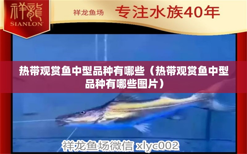 熱帶觀賞魚中型品種有哪些（熱帶觀賞魚中型品種有哪些圖片）