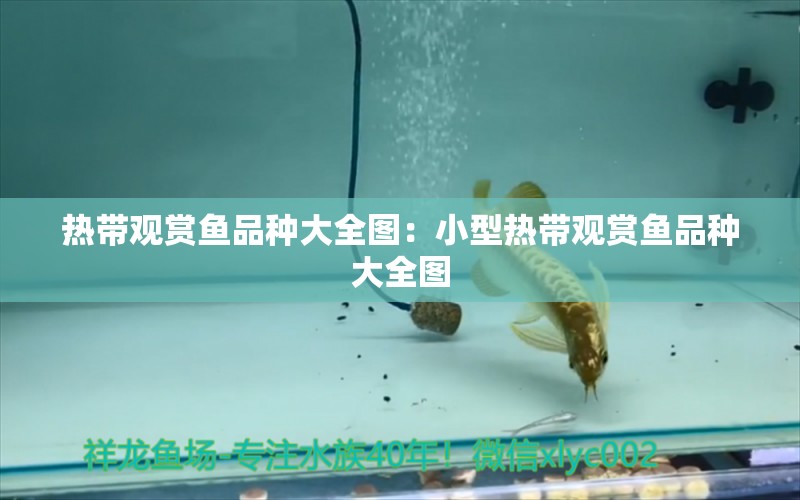 熱帶觀賞魚(yú)品種大全圖：小型熱帶觀賞魚(yú)品種大全圖