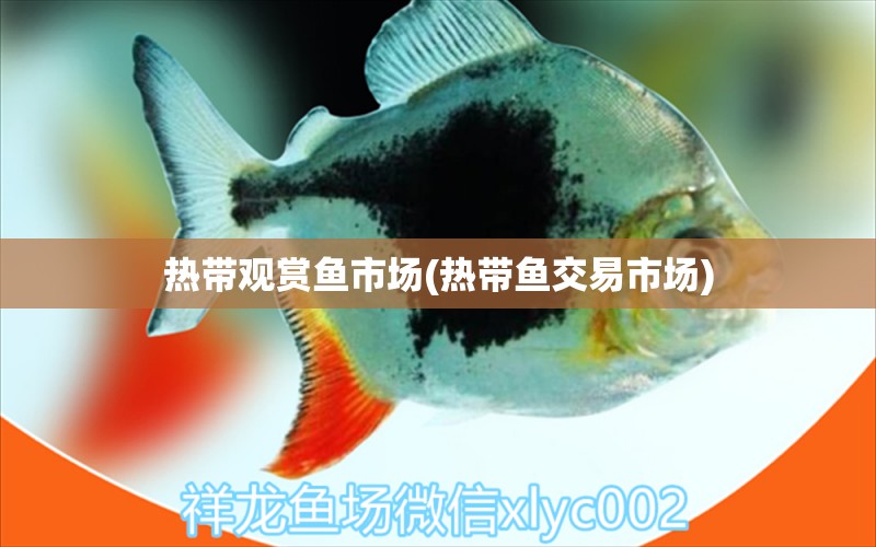 熱帶觀賞魚市場(熱帶魚交易市場)