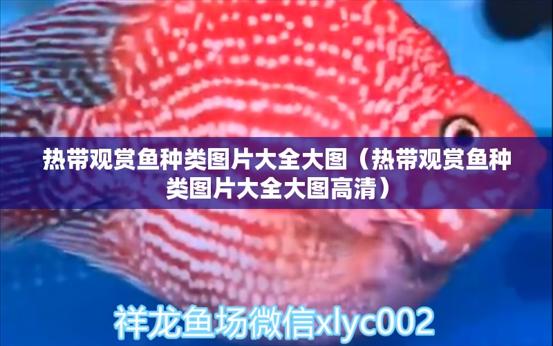 熱帶觀賞魚種類圖片大全大圖（熱帶觀賞魚種類圖片大全大圖高清） 觀賞魚市場(chǎng)（混養(yǎng)魚）