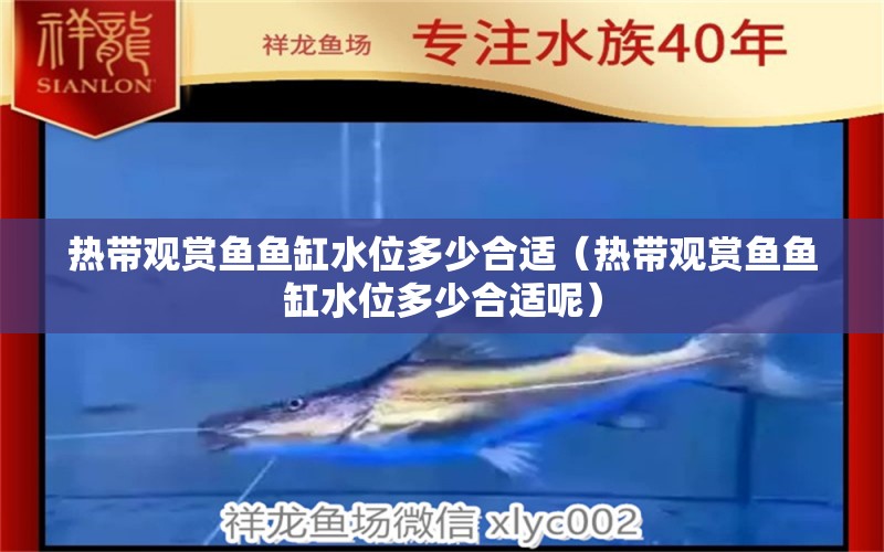 熱帶觀賞魚魚缸水位多少合適（熱帶觀賞魚魚缸水位多少合適呢）