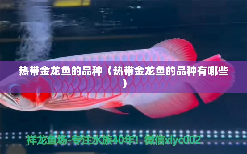 熱帶金龍魚的品種（熱帶金龍魚的品種有哪些） 廣州龍魚批發(fā)市場(chǎng)