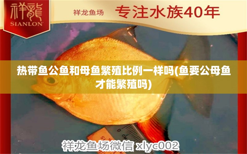 熱帶魚公魚和母魚繁殖比例一樣嗎(魚要公母魚才能繁殖嗎) 黃金貓魚