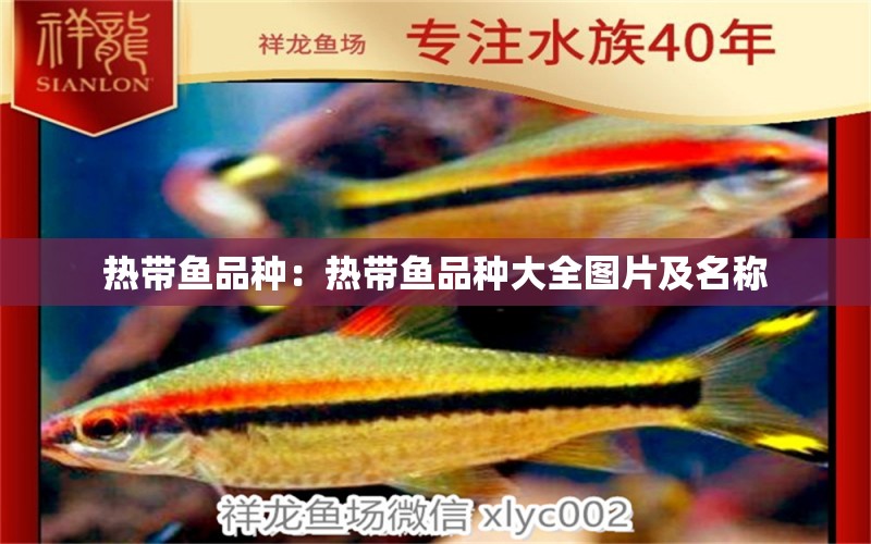 熱帶魚(yú)品種：熱帶魚(yú)品種大全圖片及名稱(chēng)