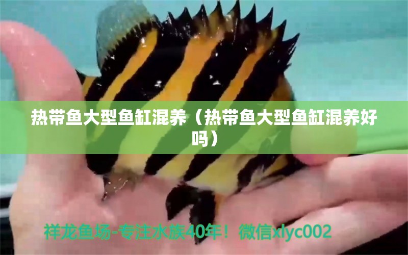 熱帶魚大型魚缸混養(yǎng)（熱帶魚大型魚缸混養(yǎng)好嗎） 祥龍水族醫(yī)院