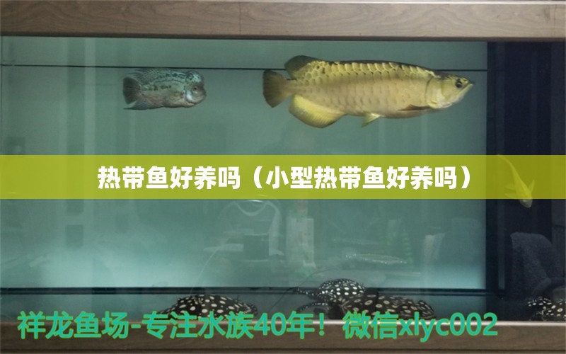 熱帶魚(yú)好養(yǎng)嗎（小型熱帶魚(yú)好養(yǎng)嗎）