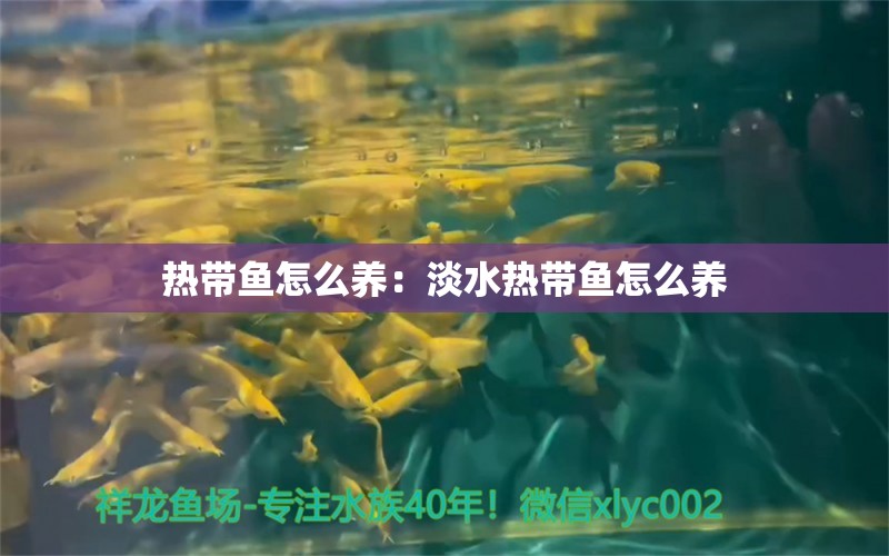 熱帶魚怎么養(yǎng)：淡水熱帶魚怎么養(yǎng) 觀賞魚