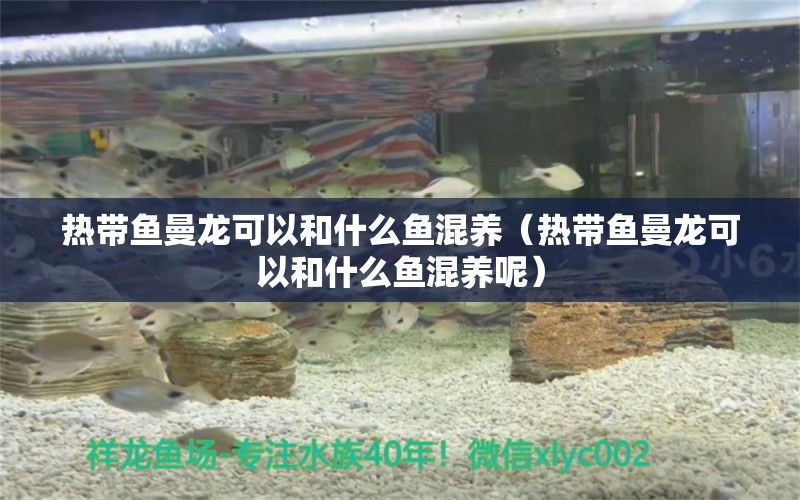 熱帶魚曼龍可以和什么魚混養(yǎng)（熱帶魚曼龍可以和什么魚混養(yǎng)呢） 廣州龍魚批發(fā)市場