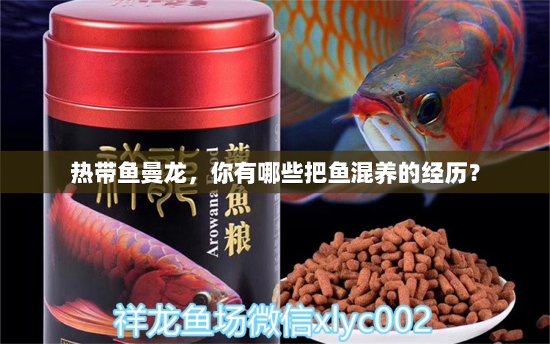 熱帶魚曼龍，你有哪些把魚混養(yǎng)的經(jīng)歷？ 金老虎魚