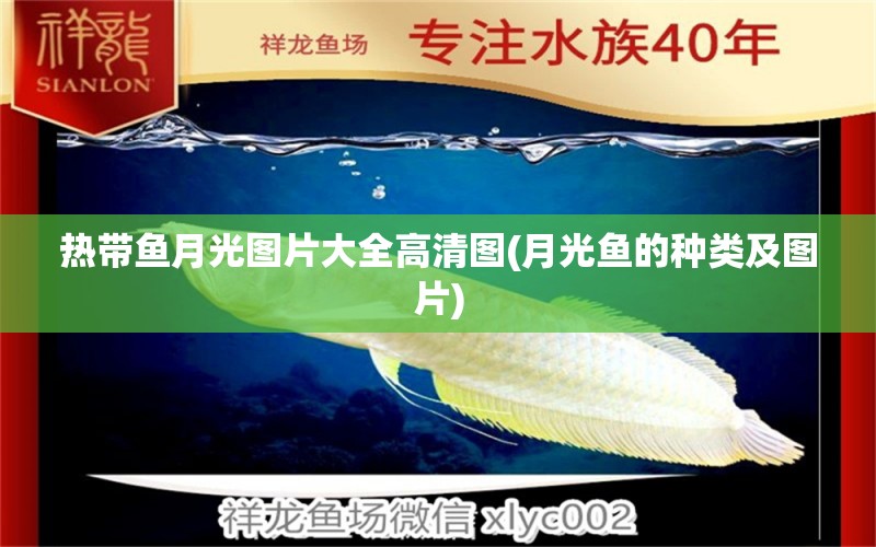 熱帶魚月光圖片大全高清圖(月光魚的種類及圖片) 銀河星鉆魚