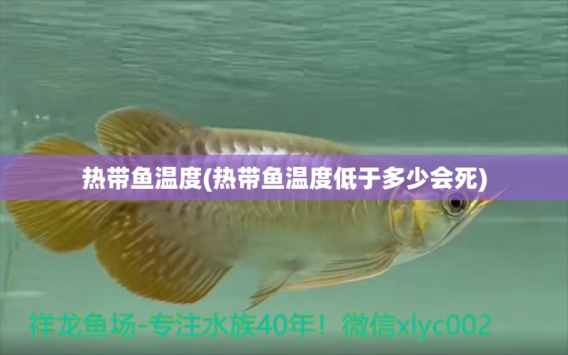 熱帶魚溫度(熱帶魚溫度低于多少會(huì)死) 元寶鳳凰魚