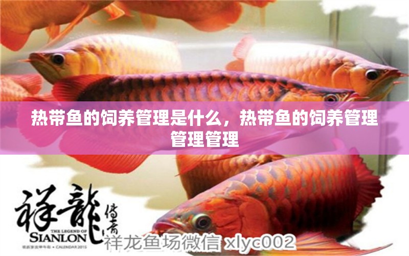 熱帶魚(yú)的飼養(yǎng)管理是什么，熱帶魚(yú)的飼養(yǎng)管理管理管理 金三間魚(yú)