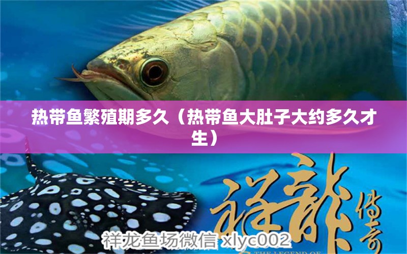 熱帶魚繁殖期多久（熱帶魚大肚子大約多久才生）