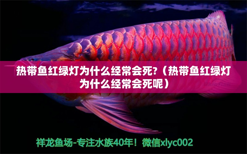 熱帶魚紅綠燈為什么經常會死?（熱帶魚紅綠燈為什么經常會死呢） 大日玉鯖魚