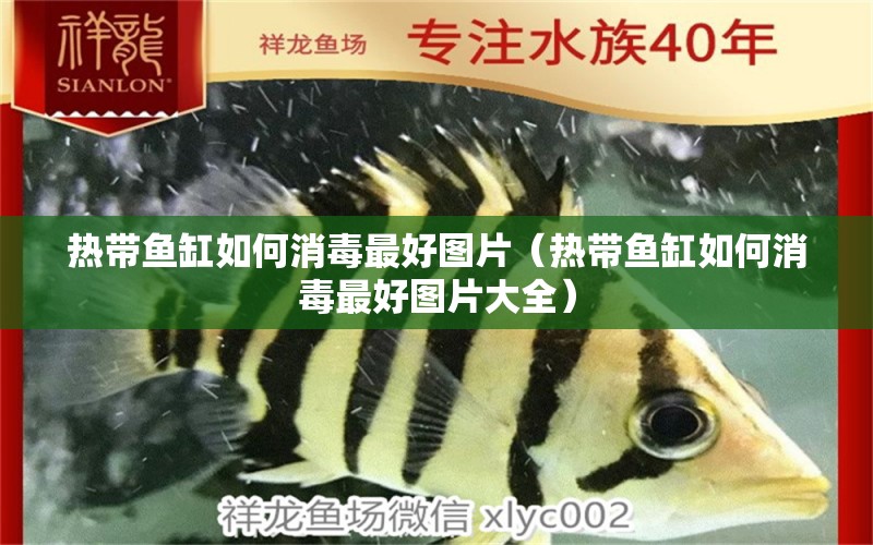 熱帶魚缸如何消毒最好圖片（熱帶魚缸如何消毒最好圖片大全）