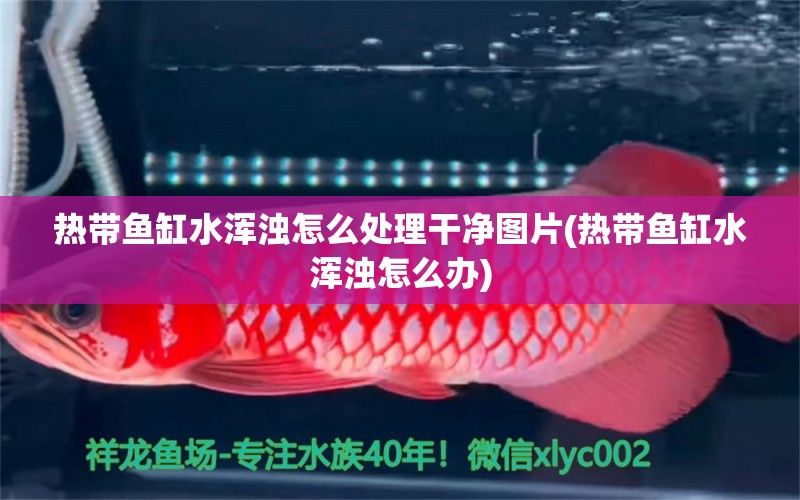 熱帶魚缸水渾濁怎么處理干凈圖片(熱帶魚缸水渾濁怎么辦) 黑白雙星