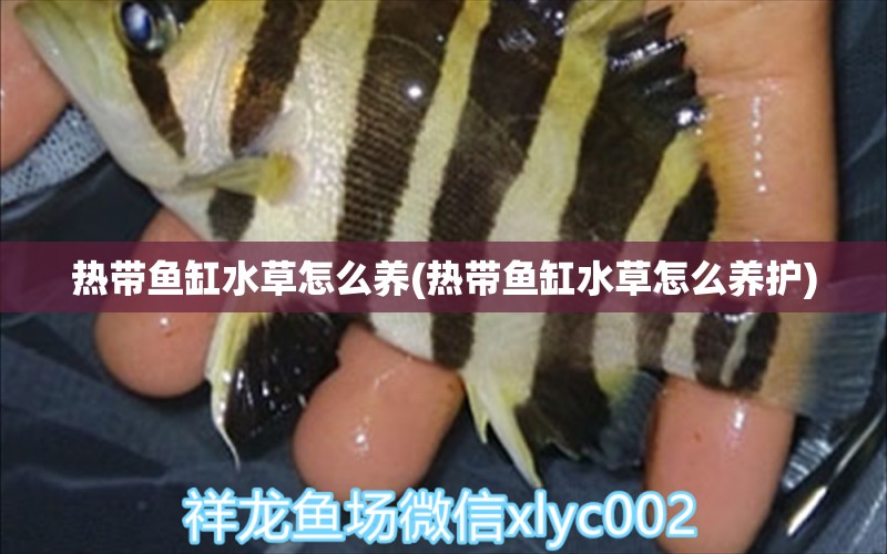 熱帶魚缸水草怎么養(yǎng)(熱帶魚缸水草怎么養(yǎng)護(hù)) 水草