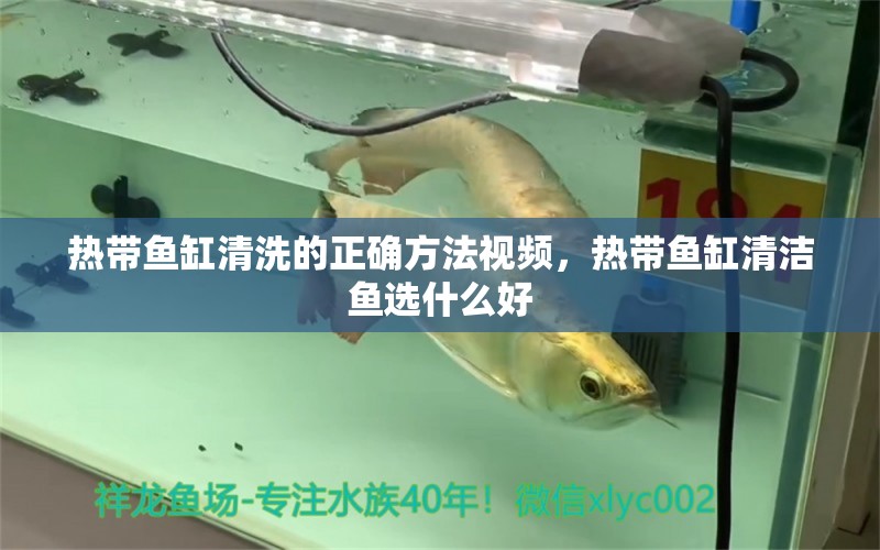 熱帶魚(yú)缸清洗的正確方法視頻，熱帶魚(yú)缸清潔魚(yú)選什么好 黃金達(dá)摩魚(yú)