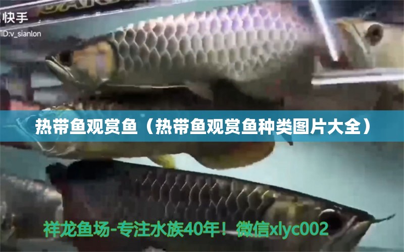 熱帶魚觀賞魚（熱帶魚觀賞魚種類圖片大全） 紅尾平克魚