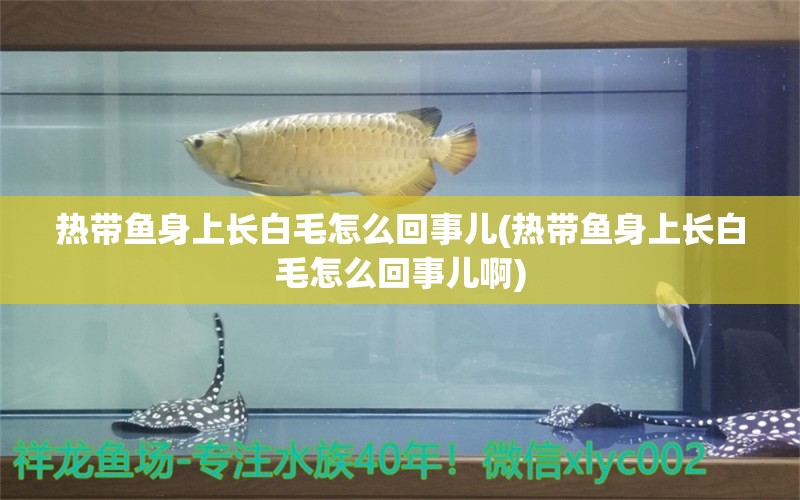 熱帶魚身上長白毛怎么回事兒(熱帶魚身上長白毛怎么回事兒啊) 大湖紅龍魚